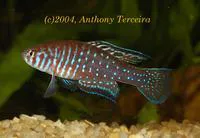 Lyrefin pearlfish (Simpsonichthys boitonei)