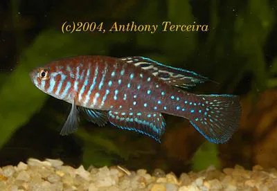 Lyrefin pearlfish (Simpsonichthys boitonei)