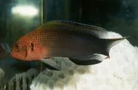 Lyretail dottyback (Pseudochromis steenei)