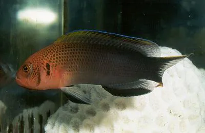 Lyretail dottyback (Pseudochromis steenei)