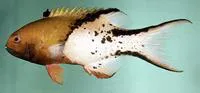 Lyretail hogfish (Bodianus anthioides)