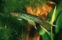 Lyretail panchax (Aphyosemion australe)