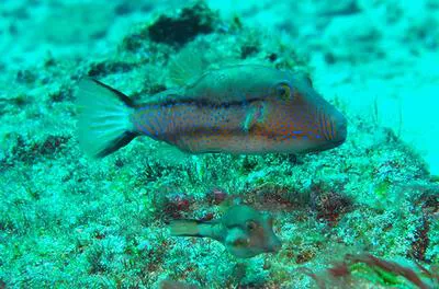Macaronesian sharpnose-puffer (Canthigaster capistrata)