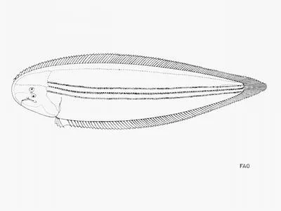 Macau sole (Cynoglossus trulla)