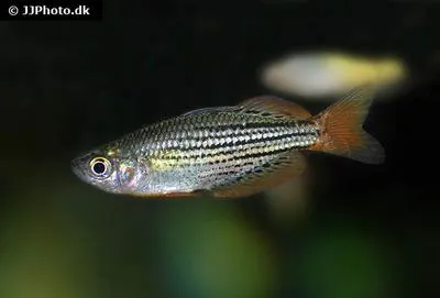 Macculloch's rainbowfish (Melanotaenia maccullochi)