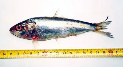 Macedonia shad (Alosa macedonica)