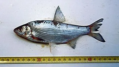 Macedonian vimba (Vimba melanops)