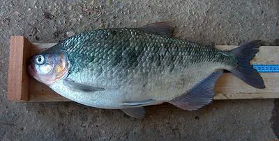 Machaca (Brycon guatemalensis)