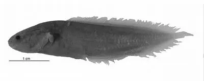Machida's coralbrotula (Diancistrus machidai)
