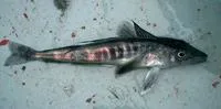 Mackerel icefish (Champsocephalus gunnari)