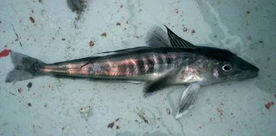 Mackerel icefish (Champsocephalus gunnari)