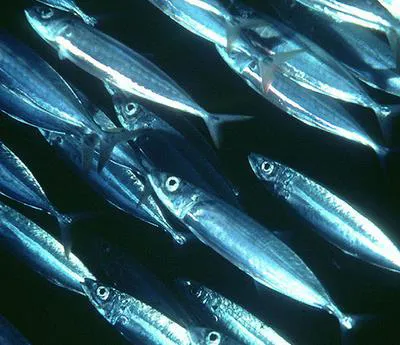 Mackerel scad (Decapterus macarellus)
