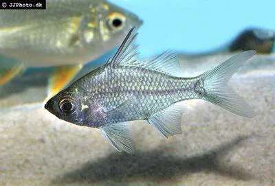 Macleay's glass perchlet (Ambassis macleayi)