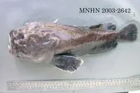 Macquarie blobfish (Ebinania macquariensis)