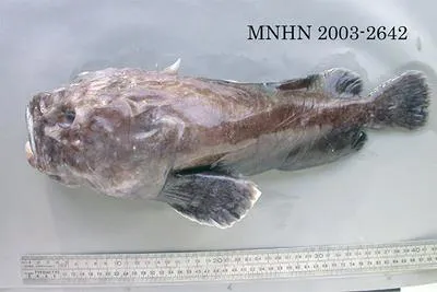 Macquarie blobfish (Ebinania macquariensis)