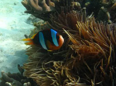 Madagascar anemonefish (Amphiprion latifasciatus)