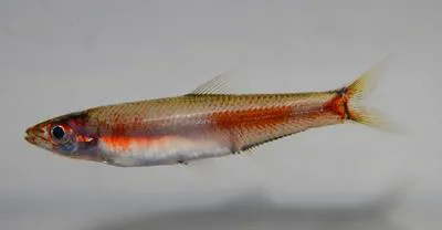 Madagascar round herring (Sauvagella madagascariensis)