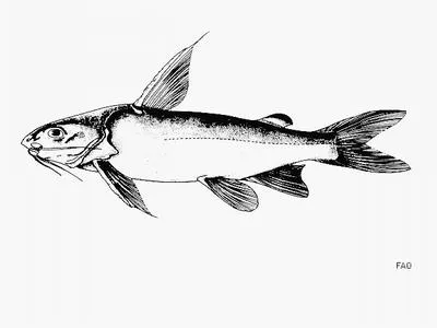 Madagascar sea catfish (Arius madagascariensis)
