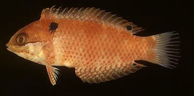 Madagascar wrasse (Macropharyngodon vivienae)