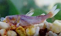 Madamango sea catfish (Cathorops spixii)