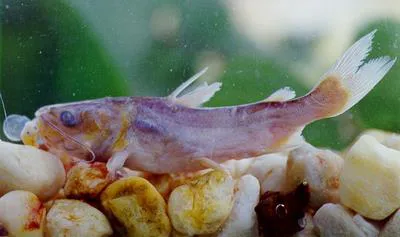 Madamango sea catfish (Cathorops spixii)