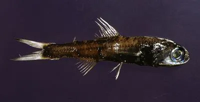 Madeira lantern fish (Ceratoscopelus maderensis)