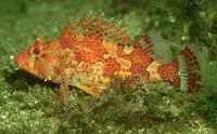 Madeira rockfish (Scorpaena maderensis)