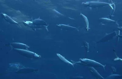 Madeiran sardinella (Sardinella maderensis)