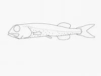 Madeiran smooth-head (Rouleina maderensis)