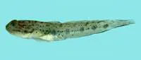 Madura goby (Apocryptodon madurensis)