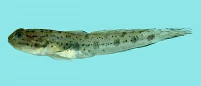 Madura goby (Apocryptodon madurensis)