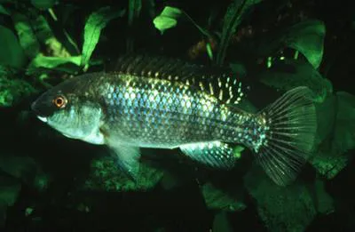 Magadi tilapia (Alcolapia alcalica)