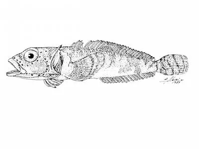 Magellan plunderfish (Harpagifer bispinis)