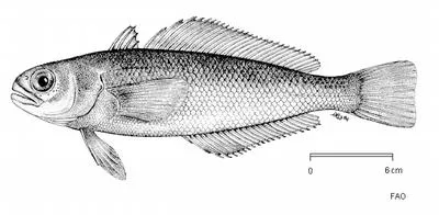 Magellanic rockcod (Paranotothenia magellanica)