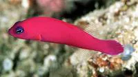 Magenta dottyback (Pictichromis porphyrea)