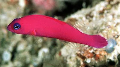 Magenta dottyback (Pictichromis porphyrea)