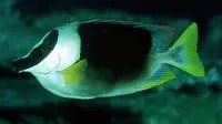 Magnificent rabbitfish (Siganus magnificus)