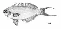 Magnificent splendid perch (Callanthias australis)