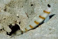 Magnus' prawn-goby (Amblyeleotris sungami)