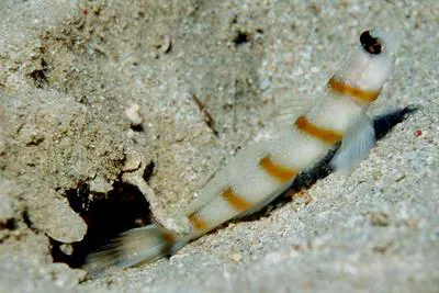 Magnus' prawn-goby (Amblyeleotris sungami)