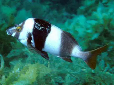 Magpie perch (Cheilodactylus nigripes)
