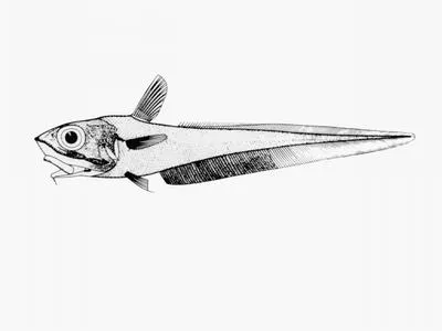 Mahia whiptail (Coelorinchus matamua)