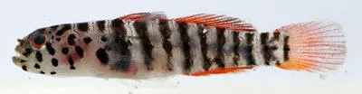 Mahogany goby (Lythrypnus crocodilus)