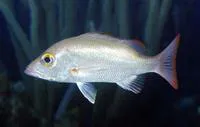 Mahogany snapper (Lutjanus mahogoni)