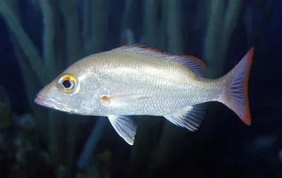 Mahogany snapper (Lutjanus mahogoni)