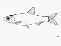 Mai-ndombe dwarf sprat (Nannothrissa stewarti)