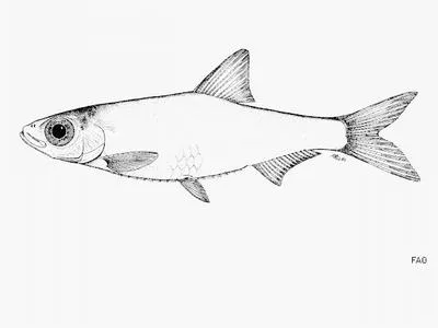 Mai-ndombe dwarf sprat (Nannothrissa stewarti)