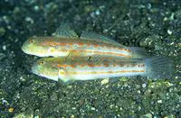 Maiden goby (Valenciennea puellaris)