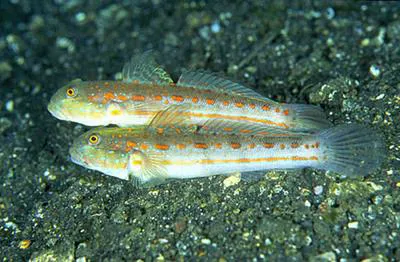 Maiden goby (Valenciennea puellaris)