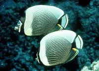 Mailed butterflyfish (Chaetodon reticulatus)